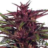 Dutch Passion Seeds Twilight